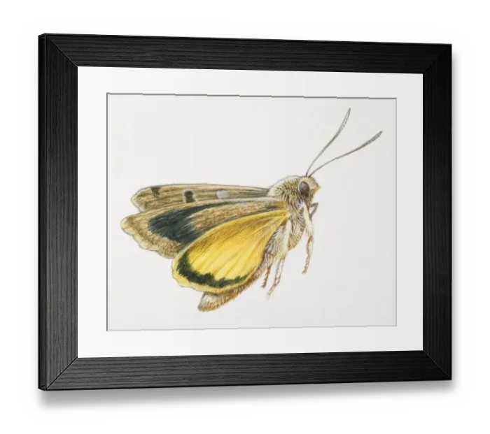 Framed Print : Flying moth Framed Print : Flying moth