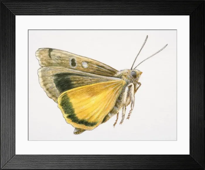 Framed Print : Flying moth Framed Print : Flying moth