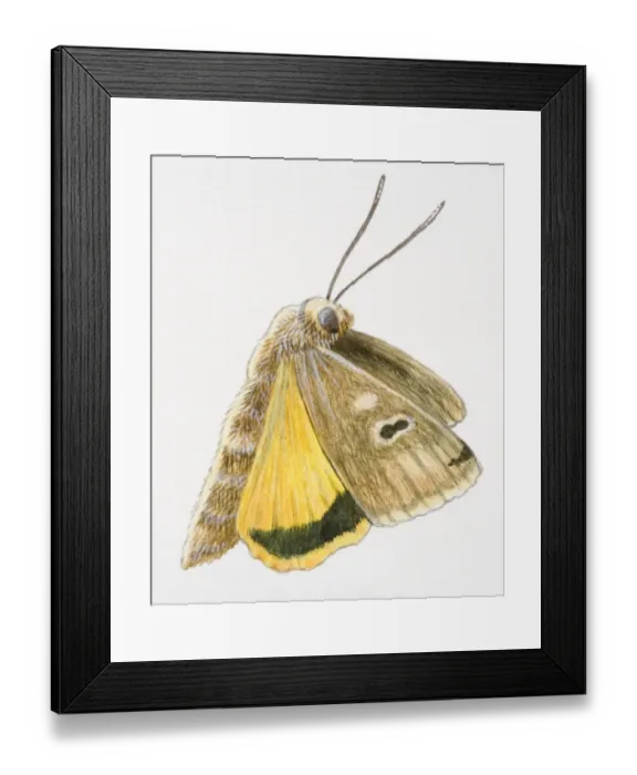 Framed Print : Flying moth Framed Print : Flying moth