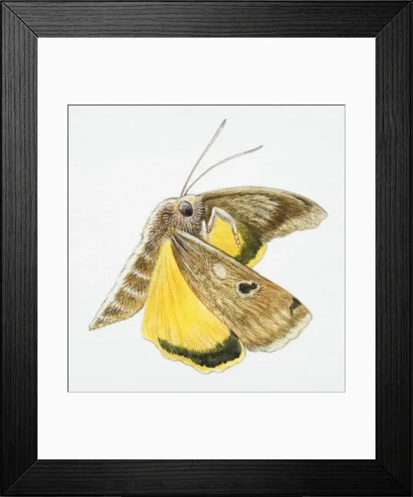 Framed Print : Flying moth
