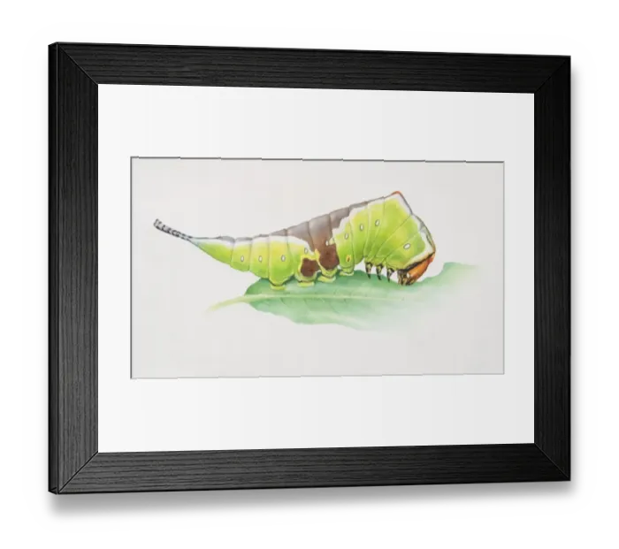 Framed Print : Puss Moth, Cerura vinula, artwork of green and brown caterpillar