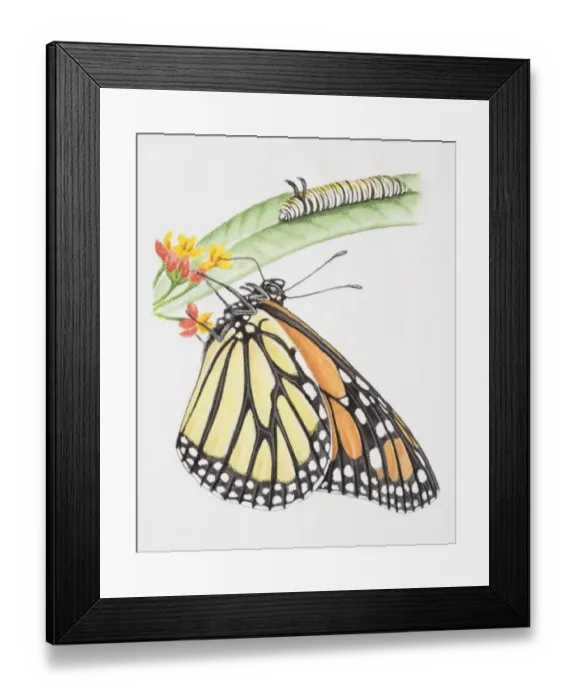 Framed Print : Monarch Butterfly, Danaus plexippus, butterfly drinking nectar from flowers, caterpillar perched on green leaf, front view Framed Print : Monarch Butterfly, Danaus plexippus, butterfly drinking nectar from flowers, caterpillar perched on green leaf, front view