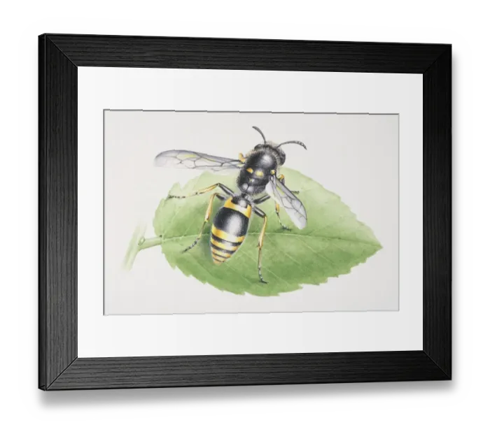 Framed Print : Common Wasp, Vespula vulgaris, perched on a green leaf, front view