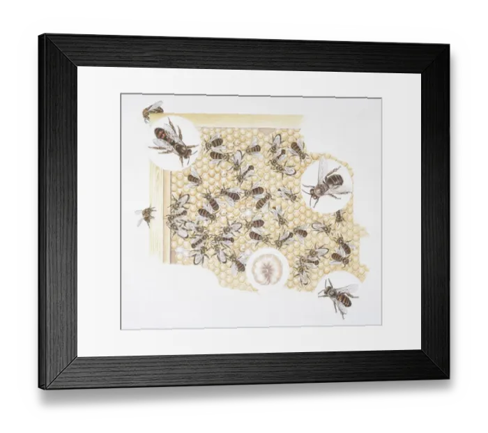 Framed Print : Bees and larvae inside beehive Framed Print : Bees and larvae inside beehive