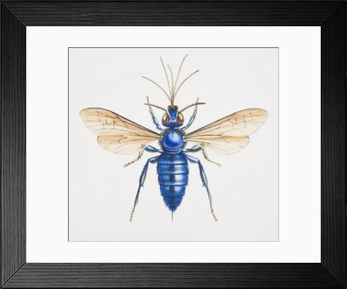 Framed Print : Parasitic bee, front view Framed Print : Parasitic bee, front view