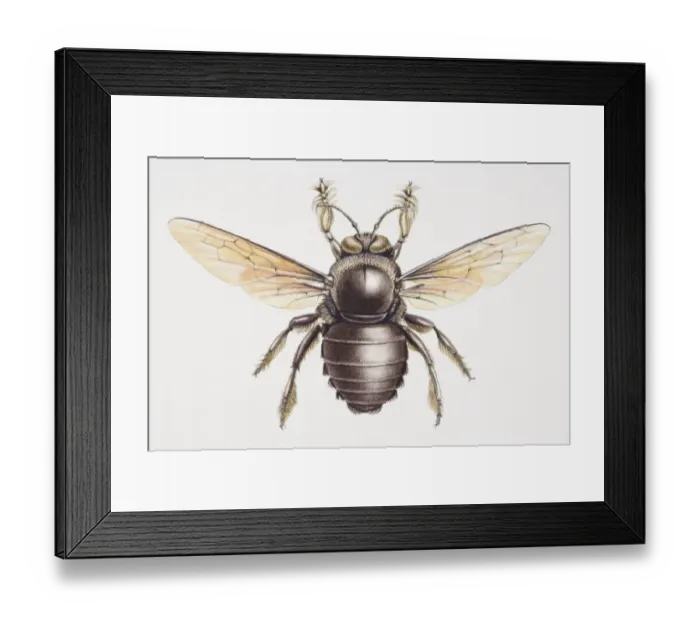 Framed Print : Asian Carpenter Bee, Xylocopa sp. top view Framed Print : Asian Carpenter Bee, Xylocopa sp. top view