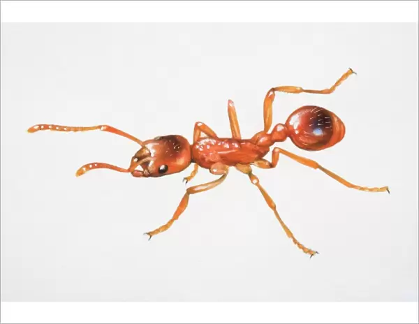 Red ant, Myrmica molesta, close up