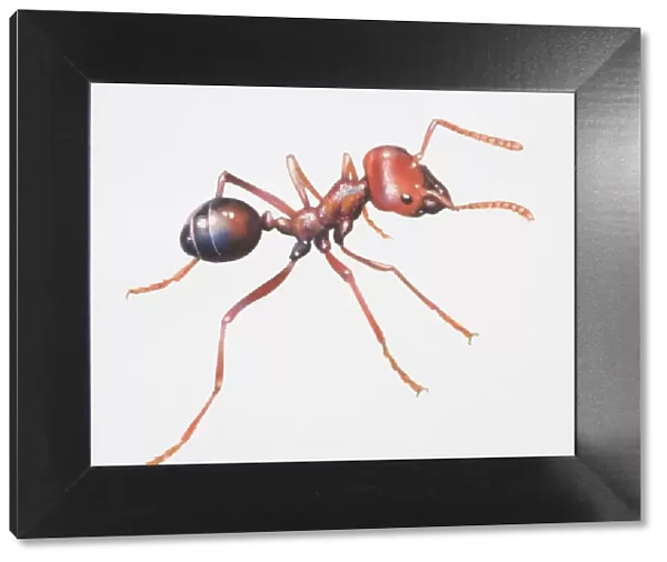 Harvester ant, Messor sp. side view