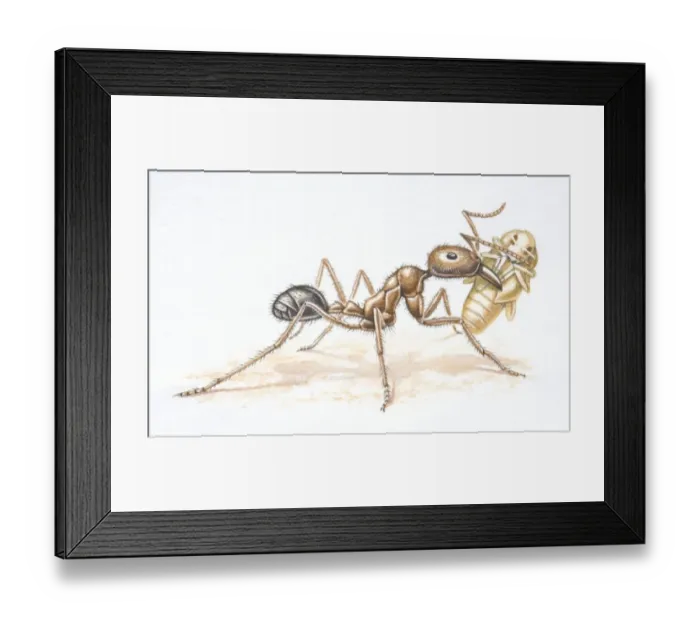 Framed Print : African Driver Ant, Dorylus nigricans, carrying a beetle pupa, side view Framed Print : African Driver Ant, Dorylus nigricans, carrying a beetle pupa, side view