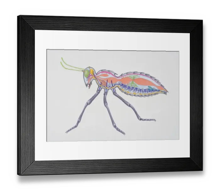 Framed Print : Cross-section of insect showing internal anatomy including brain, abdomen, kidneys and sex organs, side view Framed Print : Cross-section of insect showing internal anatomy including brain, abdomen, kidneys and sex organs, side view