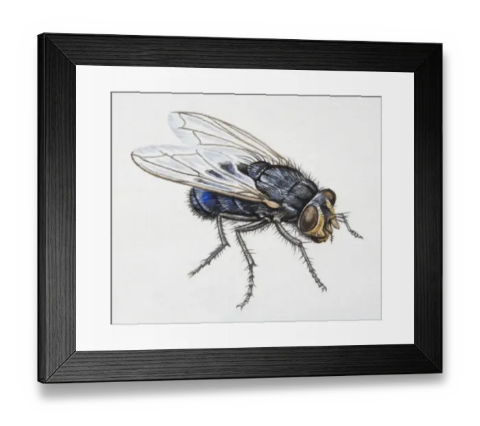 Framed Print : Horse Fly, Fidena castanea, side view Framed Print : Horse Fly, Fidena castanea, side view