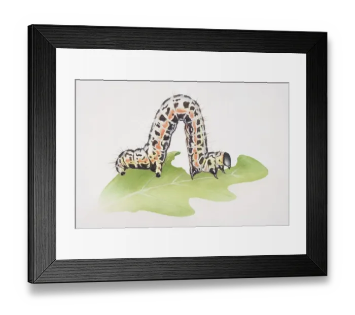 Framed Print : Caterpillar crawling on green leaf with contracted body raised up, side view Framed Print : Caterpillar crawling on green leaf with contracted body raised up, side view