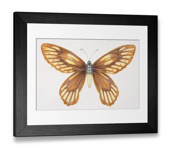 Framed Print : Queen Alexandras Birdwing, Ornithoptera alexandrae, yellow and brown butterfly Framed Print : Queen Alexandras Birdwing, Ornithoptera alexandrae, yellow and brown butterfly