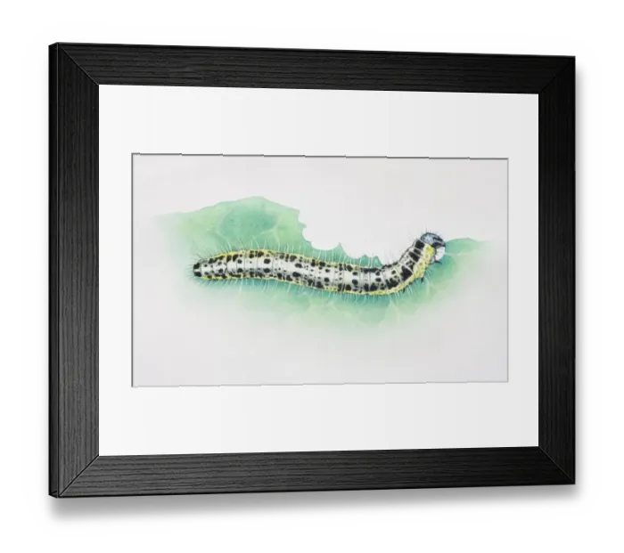 Framed Print : Artwork of white caterpillar with black spots Framed Print : Artwork of white caterpillar with black spots