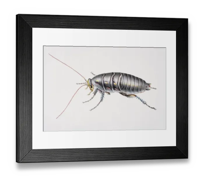 Framed Print : Desert Cockroach, Arenivaga investigata, side view Framed Print : Desert Cockroach, Arenivaga investigata, side view