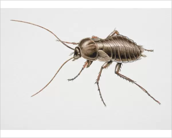 Oriental Cockroach, Blatta orientalis, side view