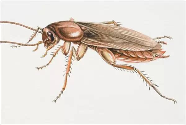 American Cockroach, Periplaneta americana, side view