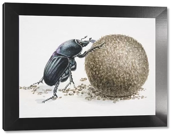 Artwork of a dung beetle, rolling dung