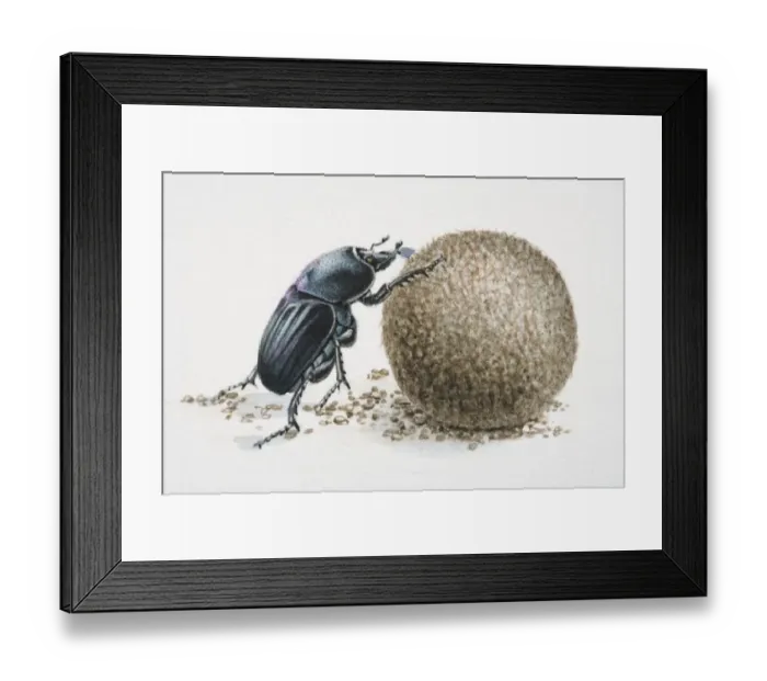 Framed Print : Artwork of a dung beetle, rolling dung Framed Print : Artwork of a dung beetle, rolling dung