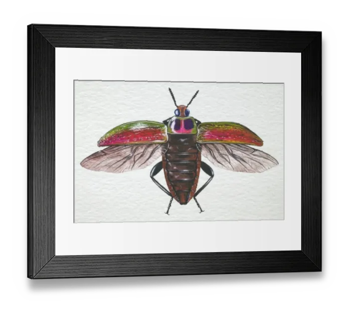 Framed Print : Jewelled Frog Beetle, Sagra buqueti, opening its wing cases wide for takeoff, front view