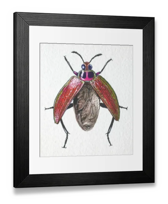 Framed Print : Jewelled Frog Beetle, Sagra buqueti, opening its wing cases for takeoff, front view
