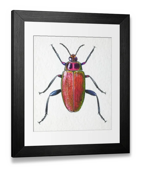 Framed Print : Jewelled Frog Beetle, Sagra buqueti, front view Framed Print : Jewelled Frog Beetle, Sagra buqueti, front view