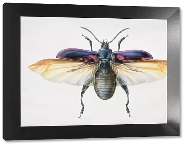 Artwork of a beetle with its wings stretched out
