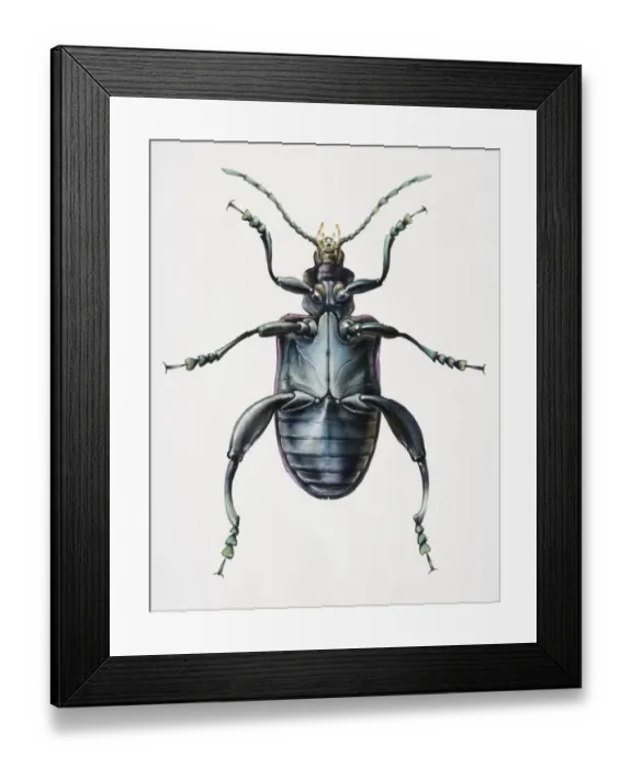 Framed Print : Artwork of a beetle viewed from beneath Framed Print : Artwork of a beetle viewed from beneath