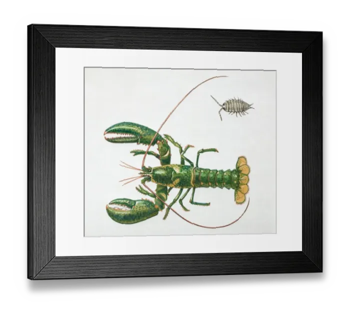 Framed Print : Lobster, top view Framed Print : Lobster, top view