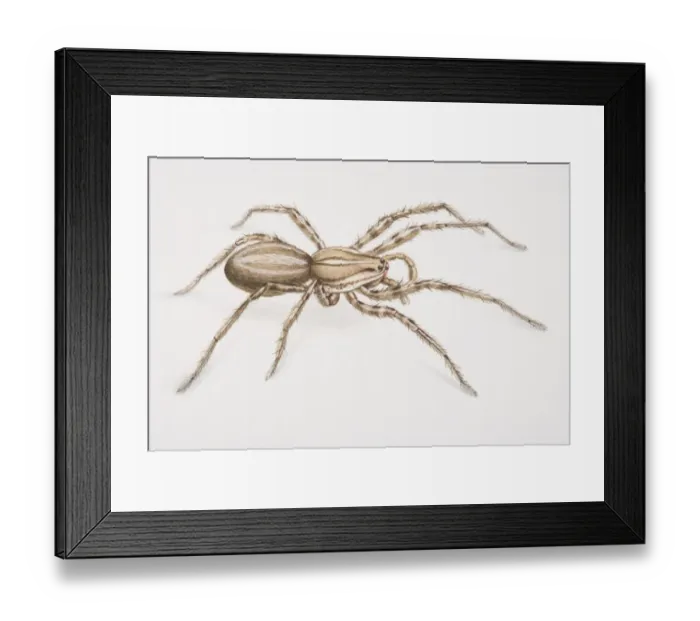 Framed Print : Banana Spider or Brazilian Wandering Spider, Phoneutria fera, side view Framed Print : Banana Spider or Brazilian Wandering Spider, Phoneutria fera, side view