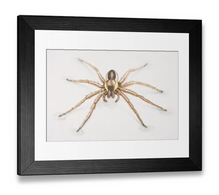 Framed Print : Raft Spider, Dolomedes fimbriatus, close up Framed Print : Raft Spider, Dolomedes fimbriatus, close up