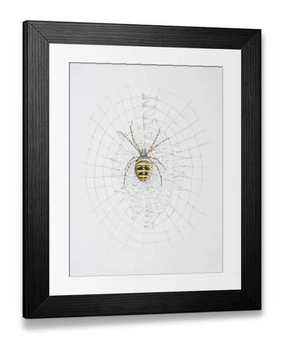 Framed Print : Orb web spider on its web
