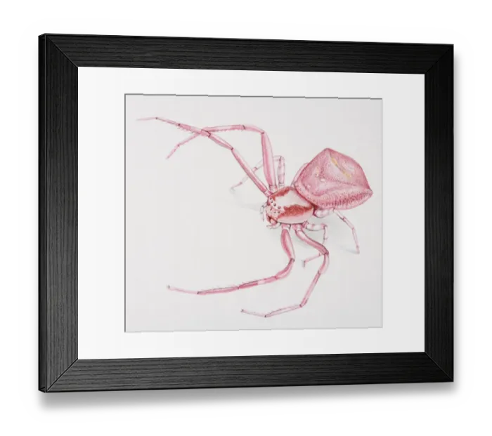 Framed Print : Crab spider, front view Framed Print : Crab spider, front view