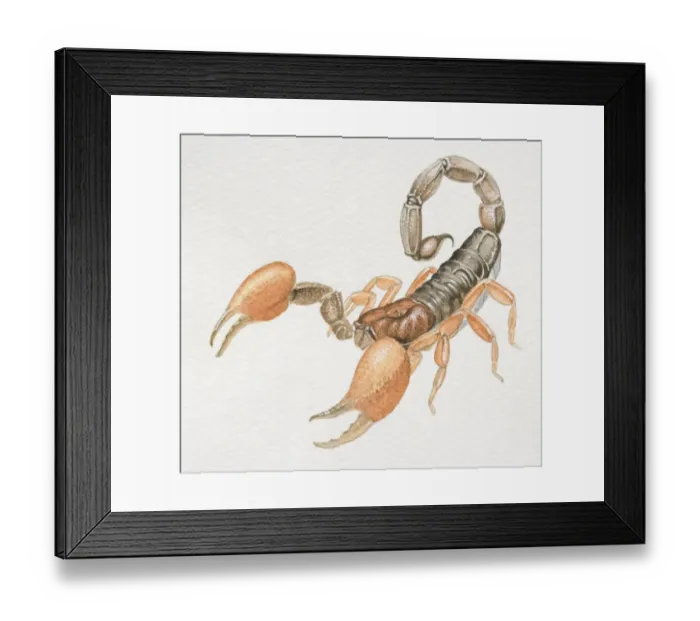 Framed Print : Imperial Scorpion, Pandinus imperator, front view