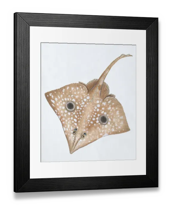 Framed Print : Big Skate, Raja binoculata, front view Framed Print : Big Skate, Raja binoculata, front view