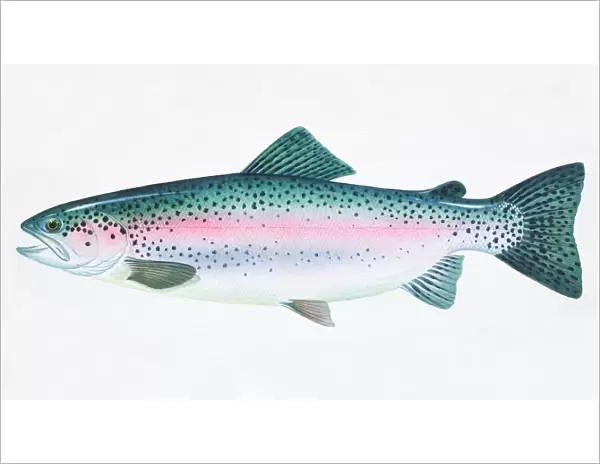 Rainbow Trout, Oncorhynchus mykiss, side view