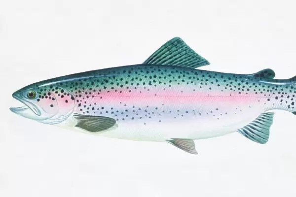 Rainbow Trout, Oncorhynchus mykiss, side view