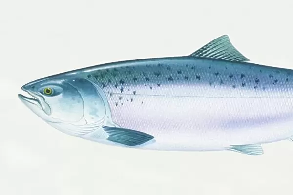 Atlantic Salmon (Oncorhynchus tshawytscha), side view