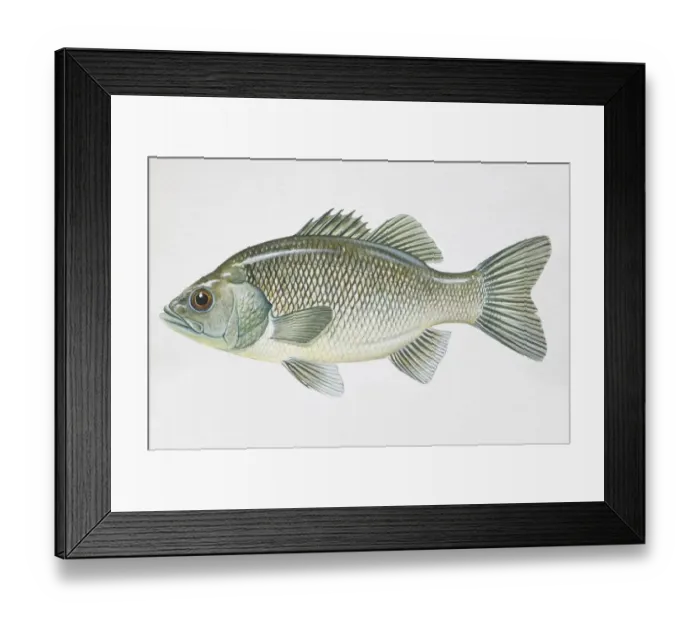 Framed Print : Australian Bass, Macquaria novemaculeata, side view Framed Print : Australian Bass, Macquaria novemaculeata, side view