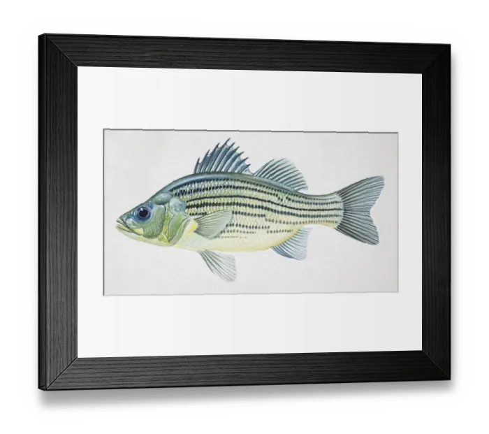 Framed Print : Yellow Bass, Morone mississippiensis, side view
