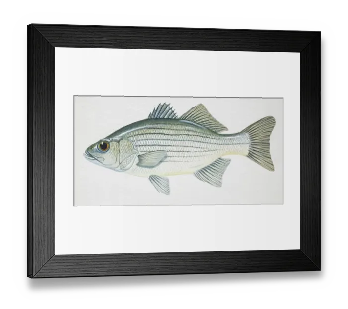 Framed Print : White Bass, Morone chrysops, side view Framed Print : White Bass, Morone chrysops, side view