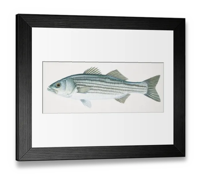 Framed Print : Striped Bass, Morone saxatilis, side view Framed Print : Striped Bass, Morone saxatilis, side view