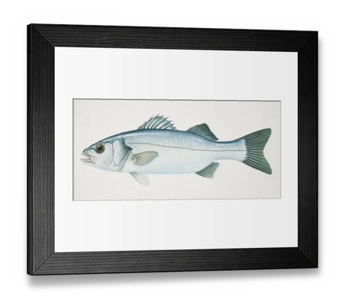 Framed Print : European Sea Bass, Dicentrarchus labrax, side view Framed Print : European Sea Bass, Dicentrarchus labrax, side view