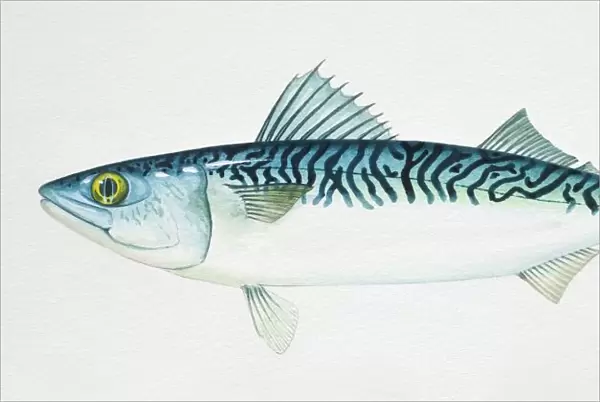 Chub Mackerel, Scomber japonicus, side view