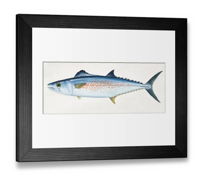 Framed Print : Cero, Scomberomorus regalis, side view Framed Print : Cero, Scomberomorus regalis, side view