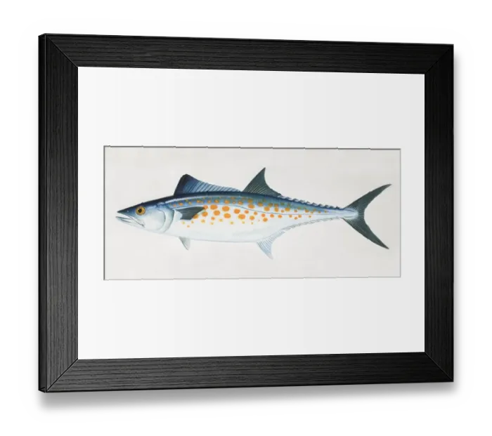 Framed Print : Atlantic Spanish Mackerel, Scomberomorus maculatus, side view Framed Print : Atlantic Spanish Mackerel, Scomberomorus maculatus, side view