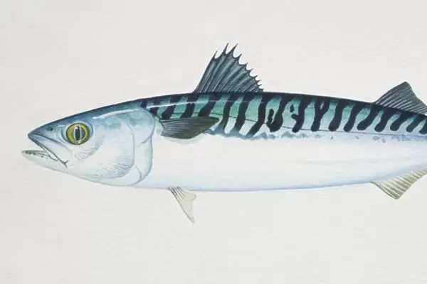 Atlantic Mackerel, Scomber scombrus, side view