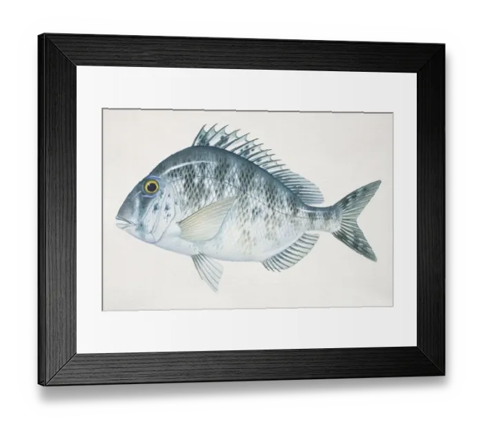 Framed Print : Whitebone Porgy, Calamus leucosteus, side view Framed Print : Whitebone Porgy, Calamus leucosteus, side view