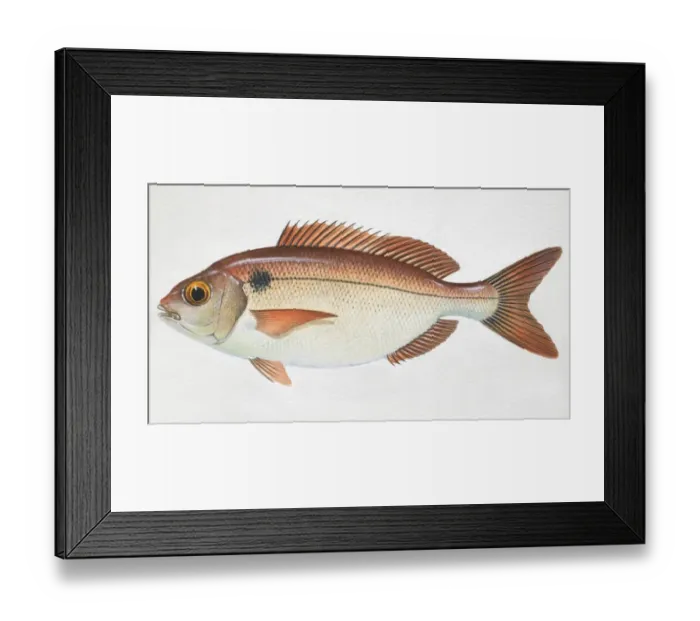 Framed Print : Red Seabream, Pagellus bogaraveo, side view Framed Print : Red Seabream, Pagellus bogaraveo, side view