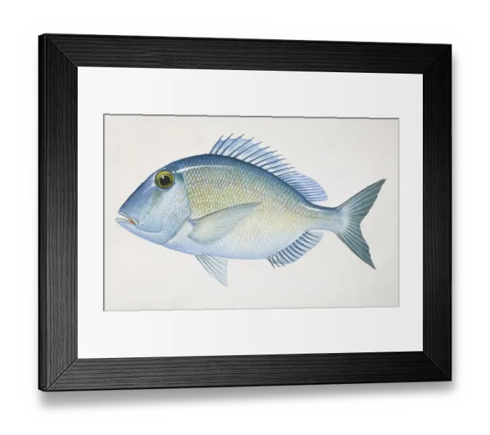 Framed Print : Jolthead Porgy, Calamus bajonado, side view Framed Print : Jolthead Porgy, Calamus bajonado, side view
